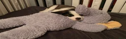 Saint Bernard dogs for sale: (Last 3) Gorgeous Saint Bernard puppies available  - Advert 7