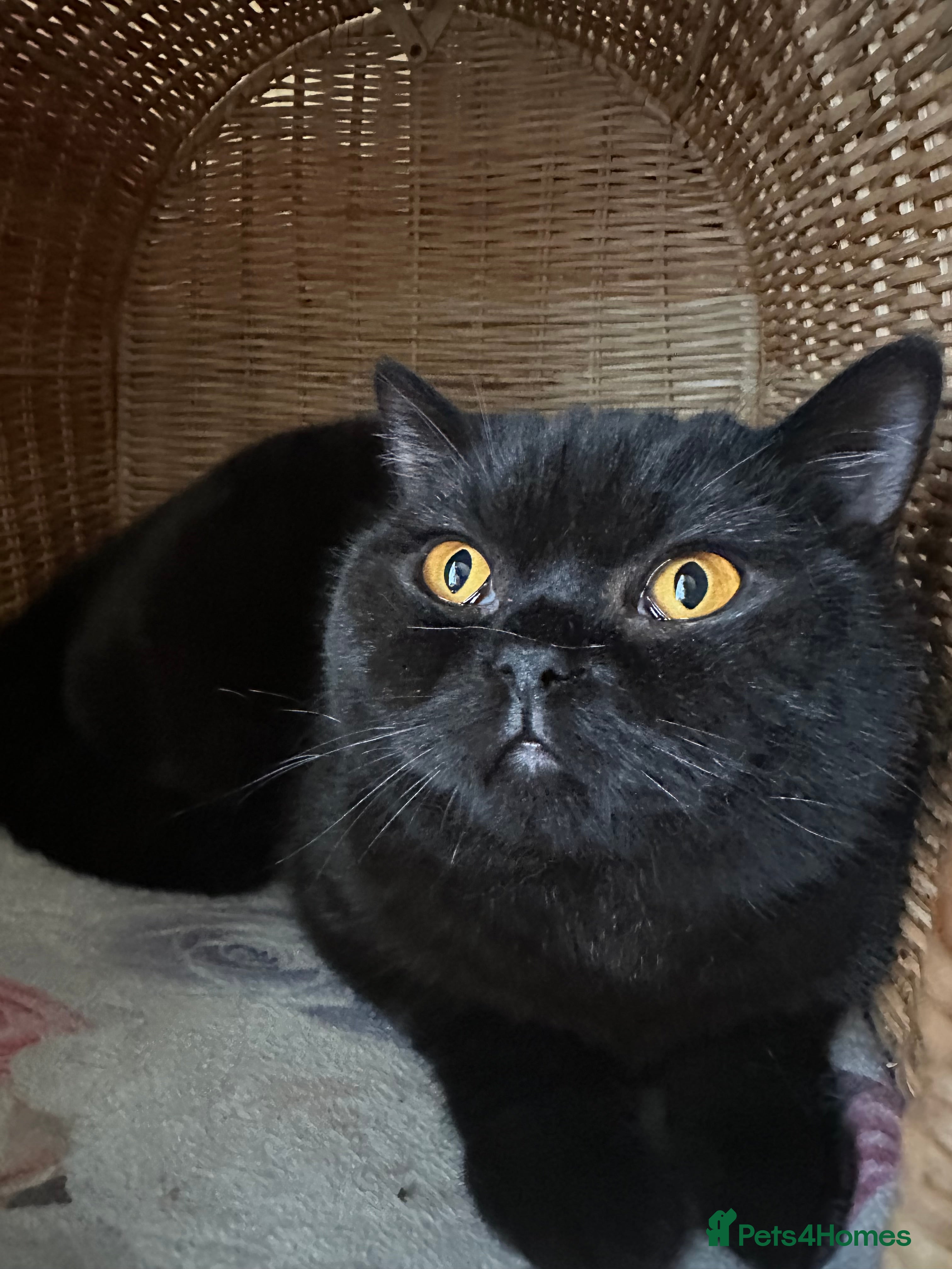 British Shorthair cats GCCF Registered British Short Hair Male  - Advert 14