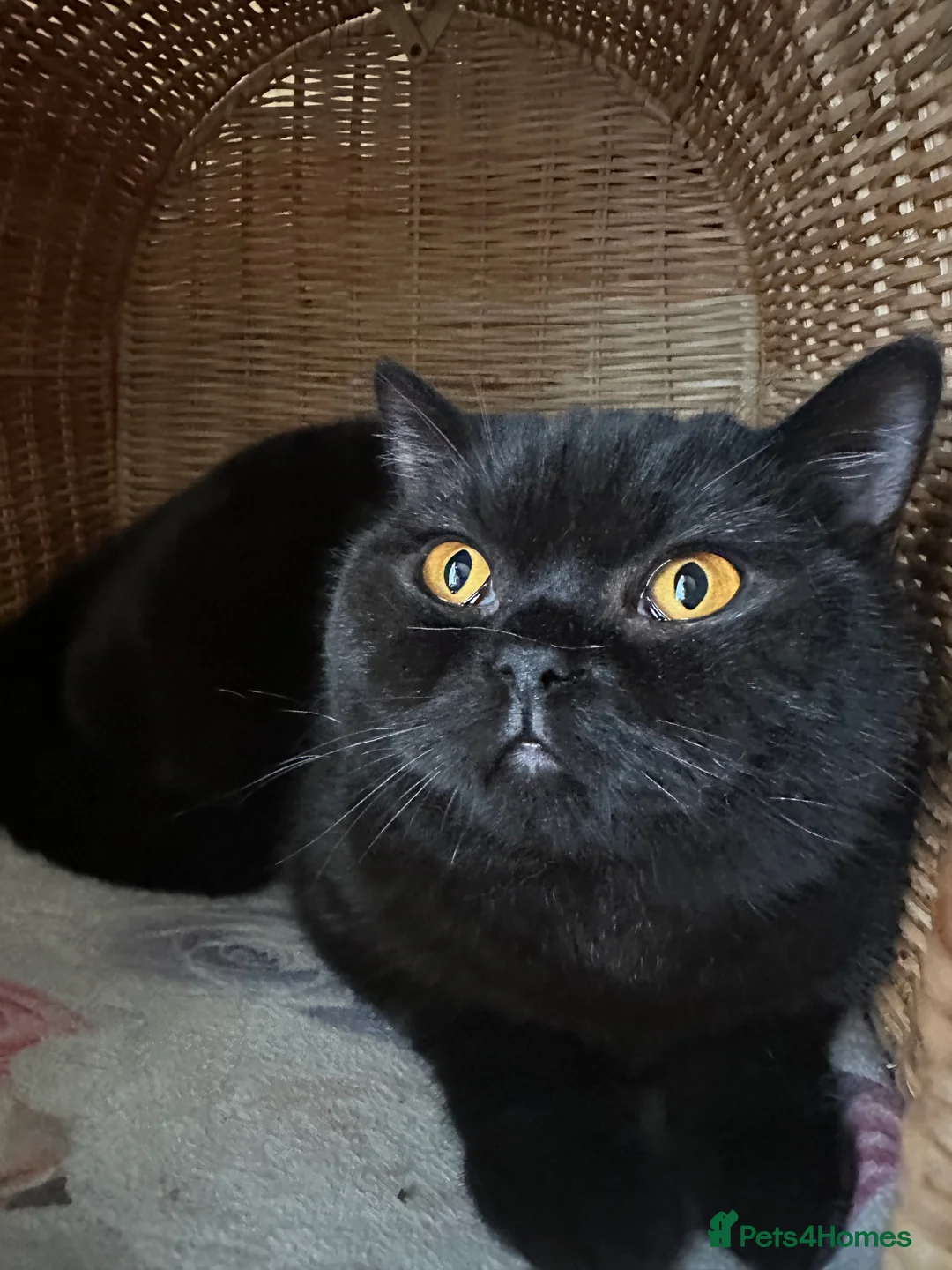 British Shorthair cats for sale: GCCF Registered British Short Hair Male  - Advert 2