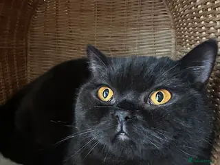 British Shorthair cats GCCF Registered British Short Hair Male - Advert 14