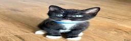 Mixed Breed cats for sale: 🐾 Beautiful British Shorthair Cross Kittens 🐾 in Stone - Advert 3
