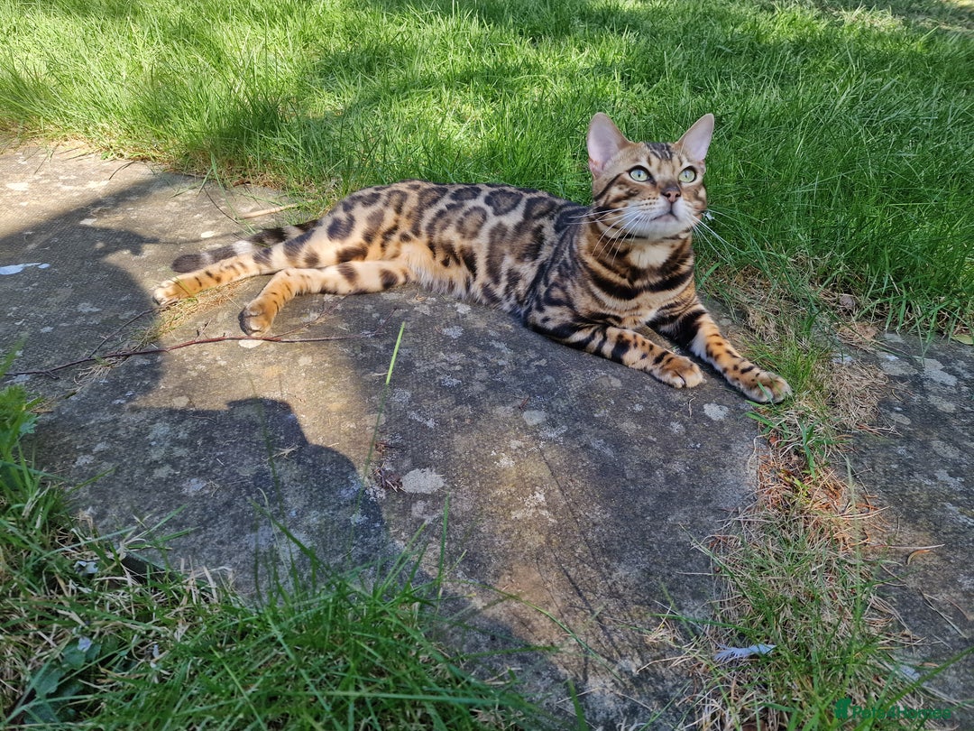 Bengal cats for stud: Bengal cat for stud, Fabio. in Peterborough - Image 15