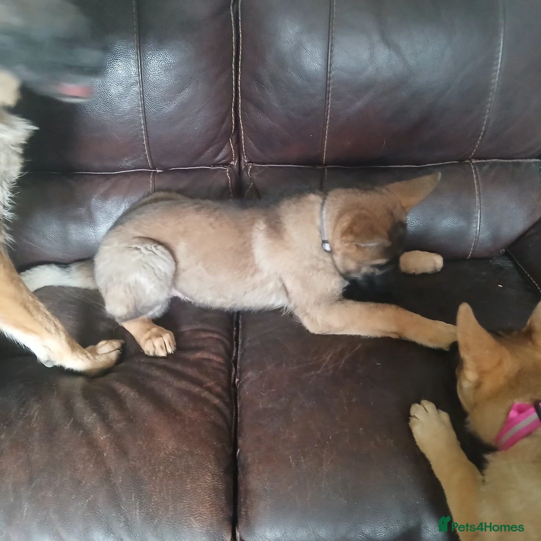 German Shepherd dogs for sale: Beautiful German Shepherd Puppies - Image 23