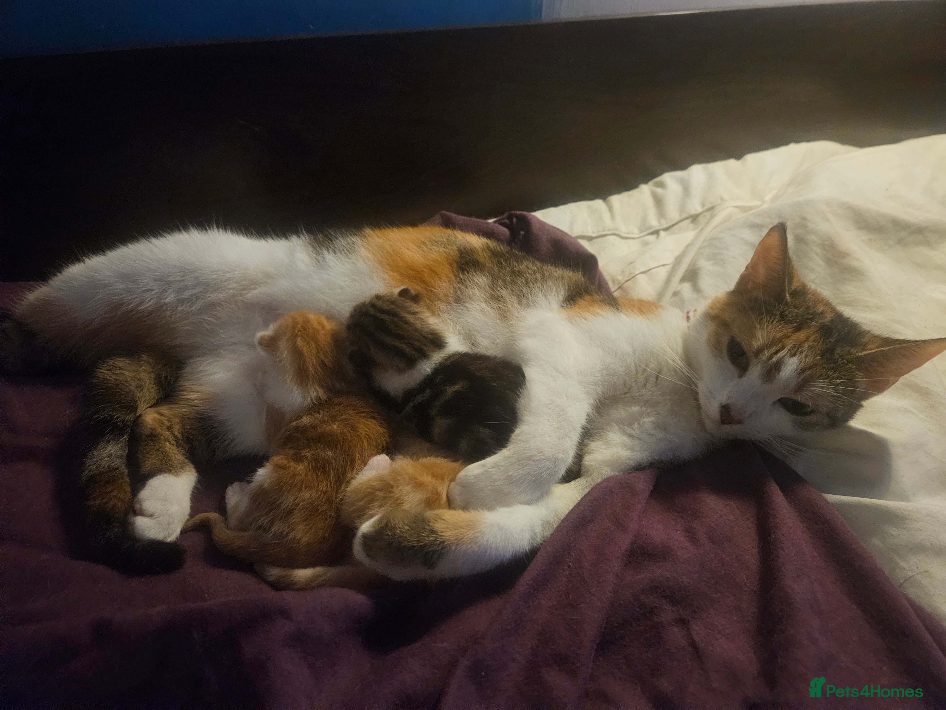 Mixed Breed cats 3 lovely kittens looking for forver homes - Advert 2