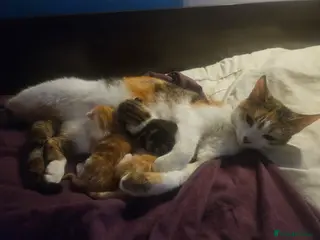 Mixed Breed cats 3 lovely kittens looking for forver homes - Advert 2