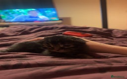 Mixed Breed cats for sale: Black Tabby kittens - Image 22