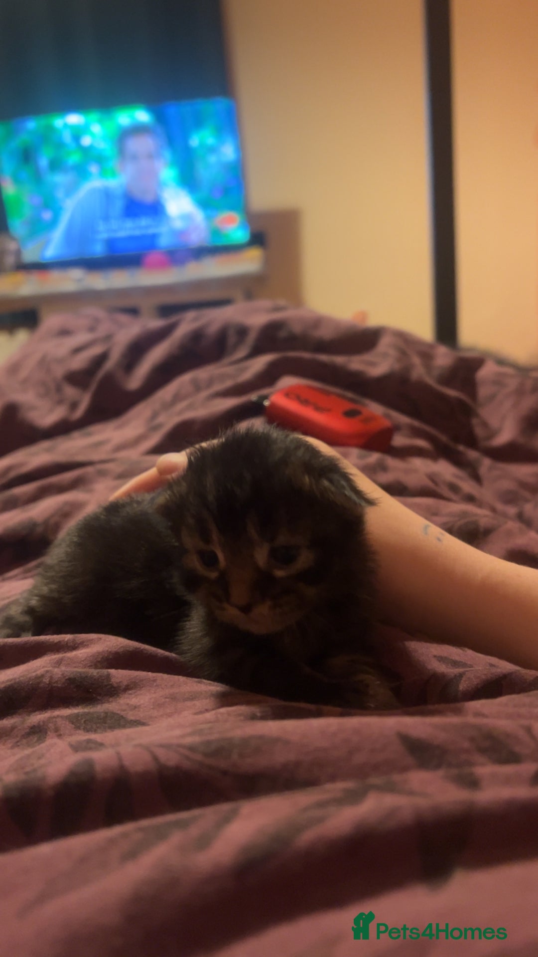 Mixed Breed cats for sale: Black Tabby kittens - Image 22