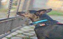 Mixed Breed dogs for adoption: 💖🐶 BUNIA 🐶💖 - Image 9