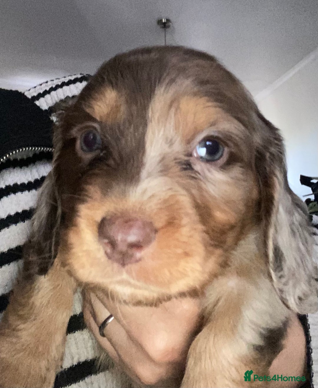 Dachshund dogs for sale: Stunning litter of Dachshund puppies  - Image 5