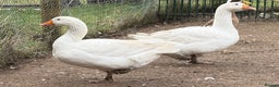 Geese poultry for sale: Embden Geese - Bonded Pair for Breeding - Advert 1