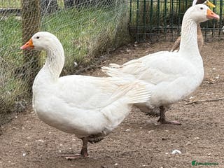 Geese poultry Embden Geese - Bonded Pair for Breeding - Advert 1