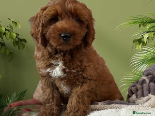 Cockapoo dogs 5* Miniature F1b Cockapoo Puppies - Advert 1