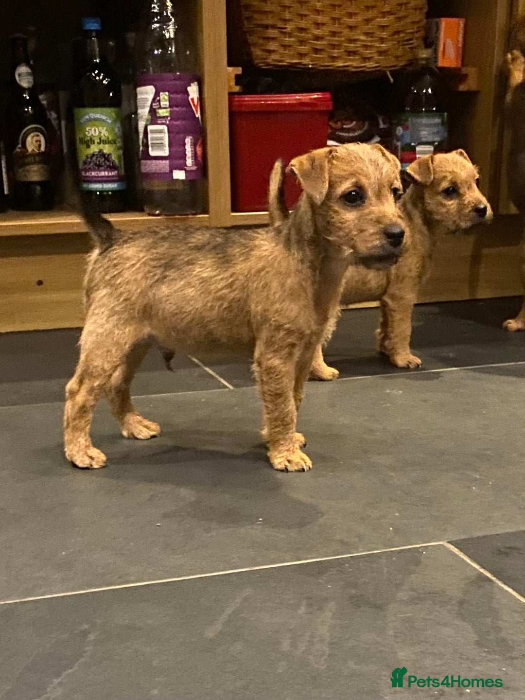 Lakeland Terrier dogs for sale: Red Working Type Lakeland Terrier Male For Sale - Advert 8