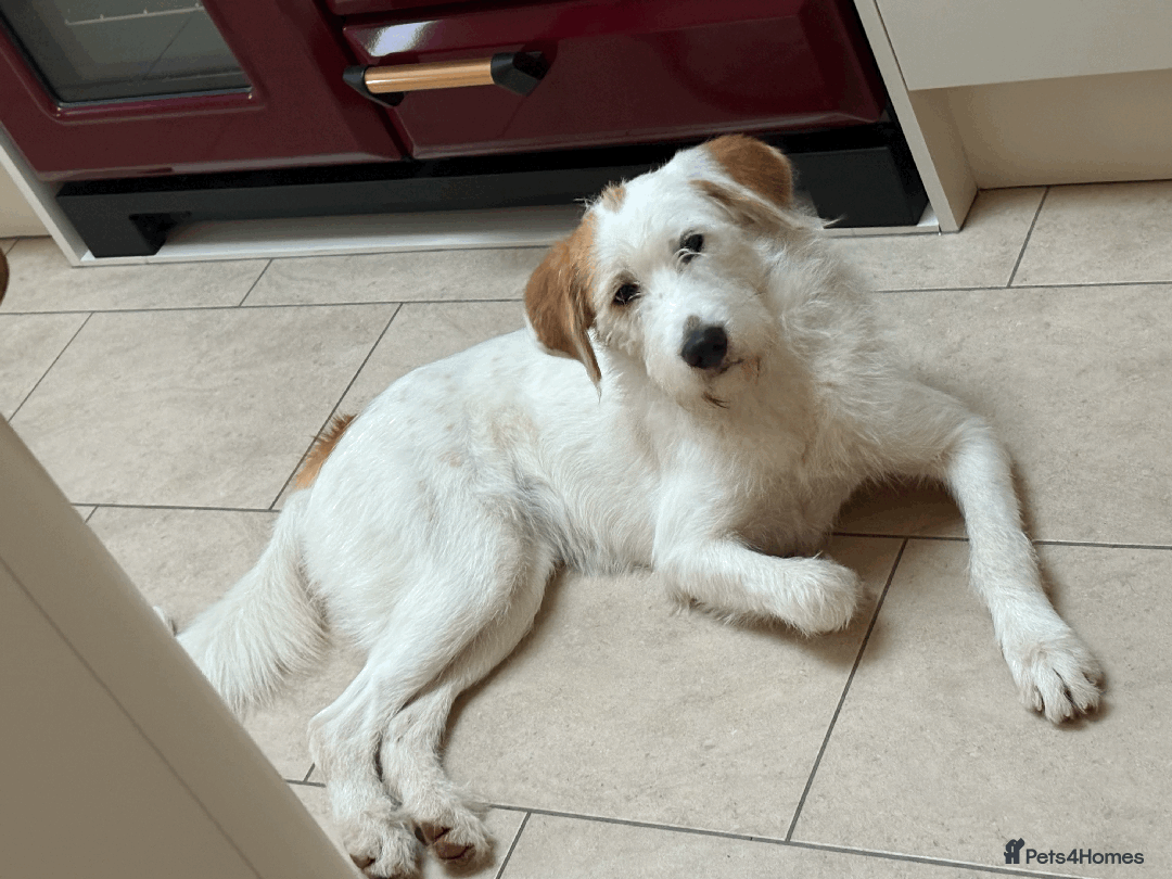Mixed Breed dogs for sale: Sweet Dorothy looking for her family - Advert 6
