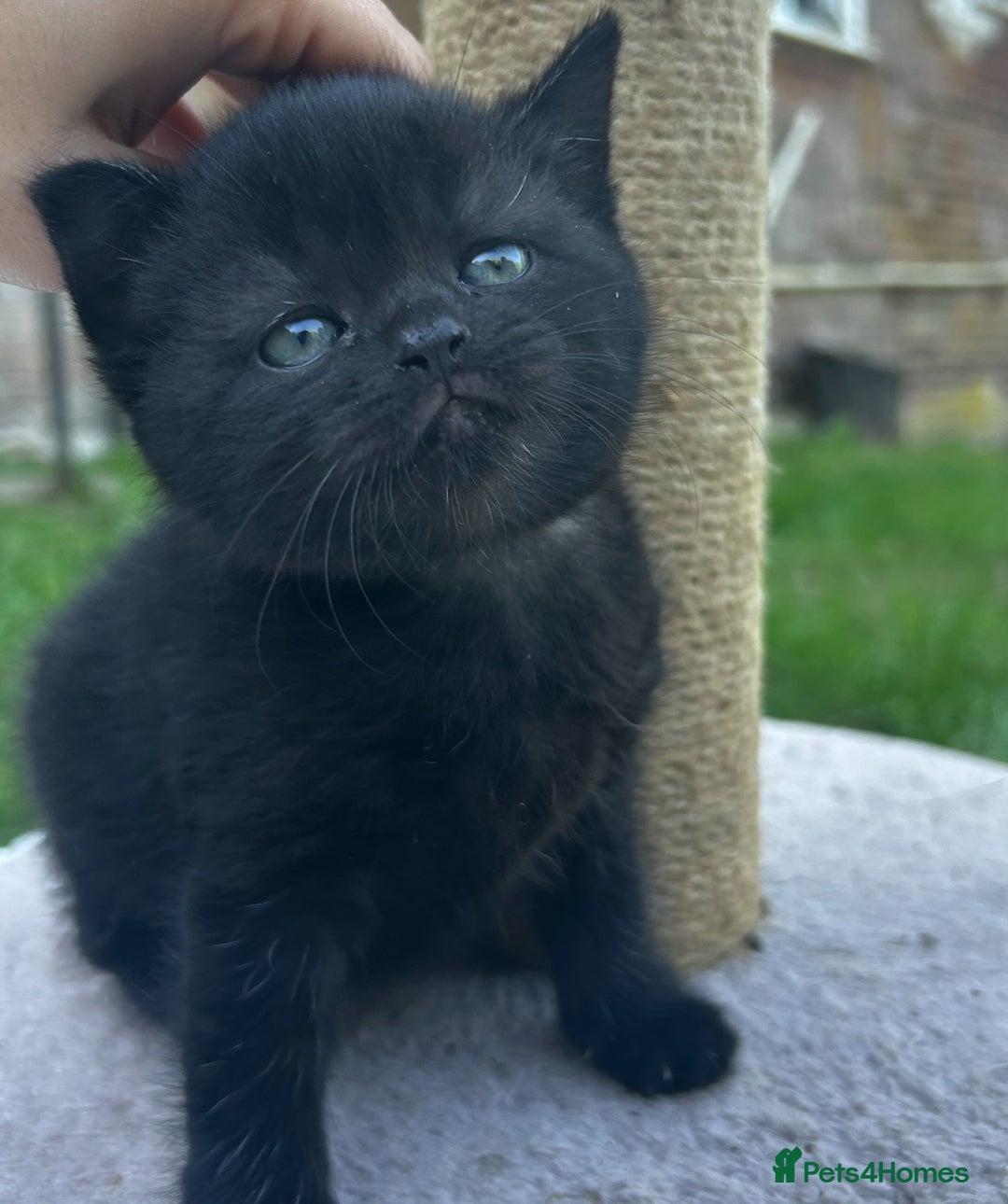 British Shorthair cats for sale: Kittens for forever homes - Image 3