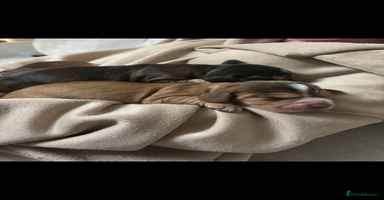 Cocker Spaniel dogs ✨ Gorgeous Litter of 6 Show Cocker Spaniels✨ - Advert 6