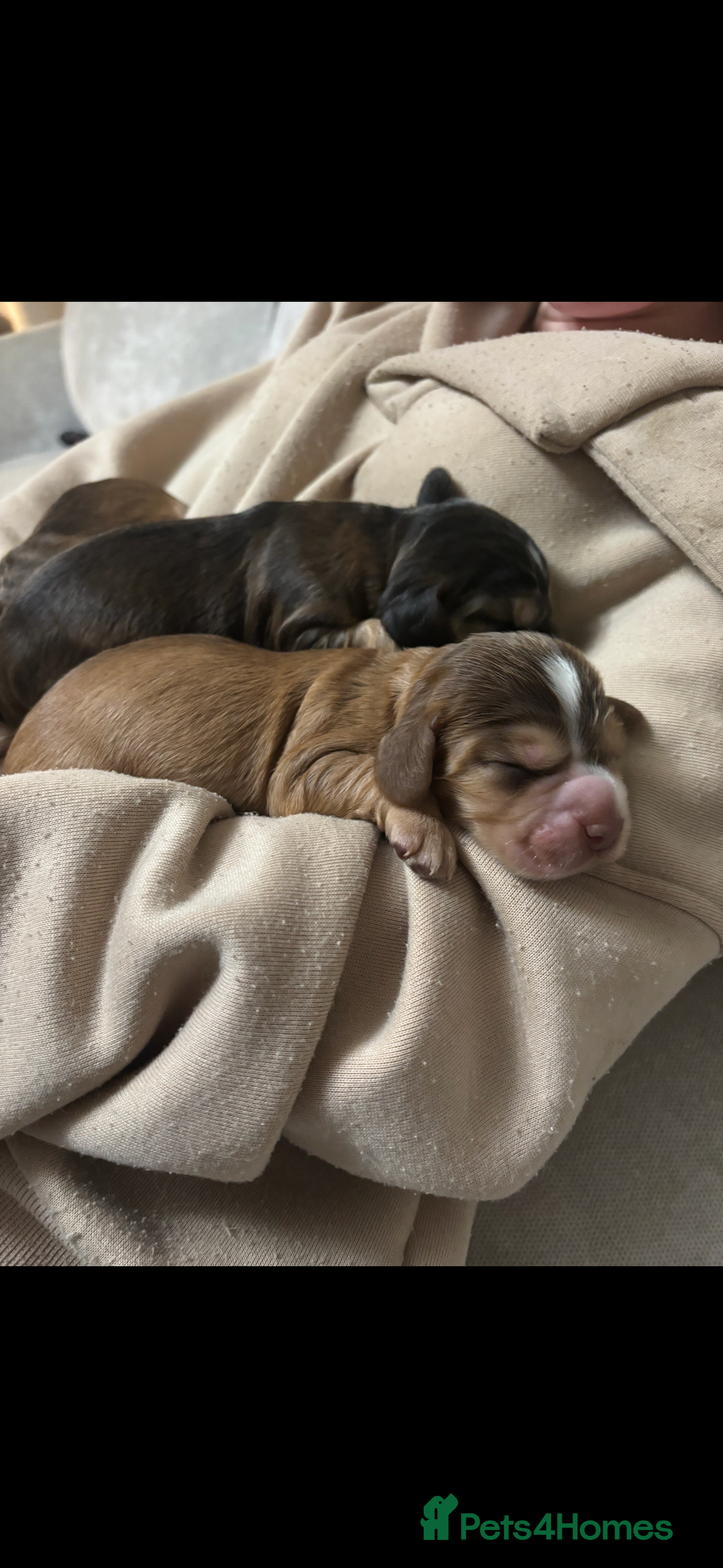 Cocker Spaniel dogs for sale: ✨ Gorgeous Litter of 6 Show Cocker Spaniels✨ - Image 2