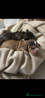 Cocker Spaniel dogs ✨ Gorgeous Litter of 6 Show Cocker Spaniels✨ - Advert 6