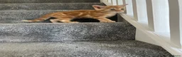 Mixed Breed cats for sale: Loving kittens looking for new family - Advert 8