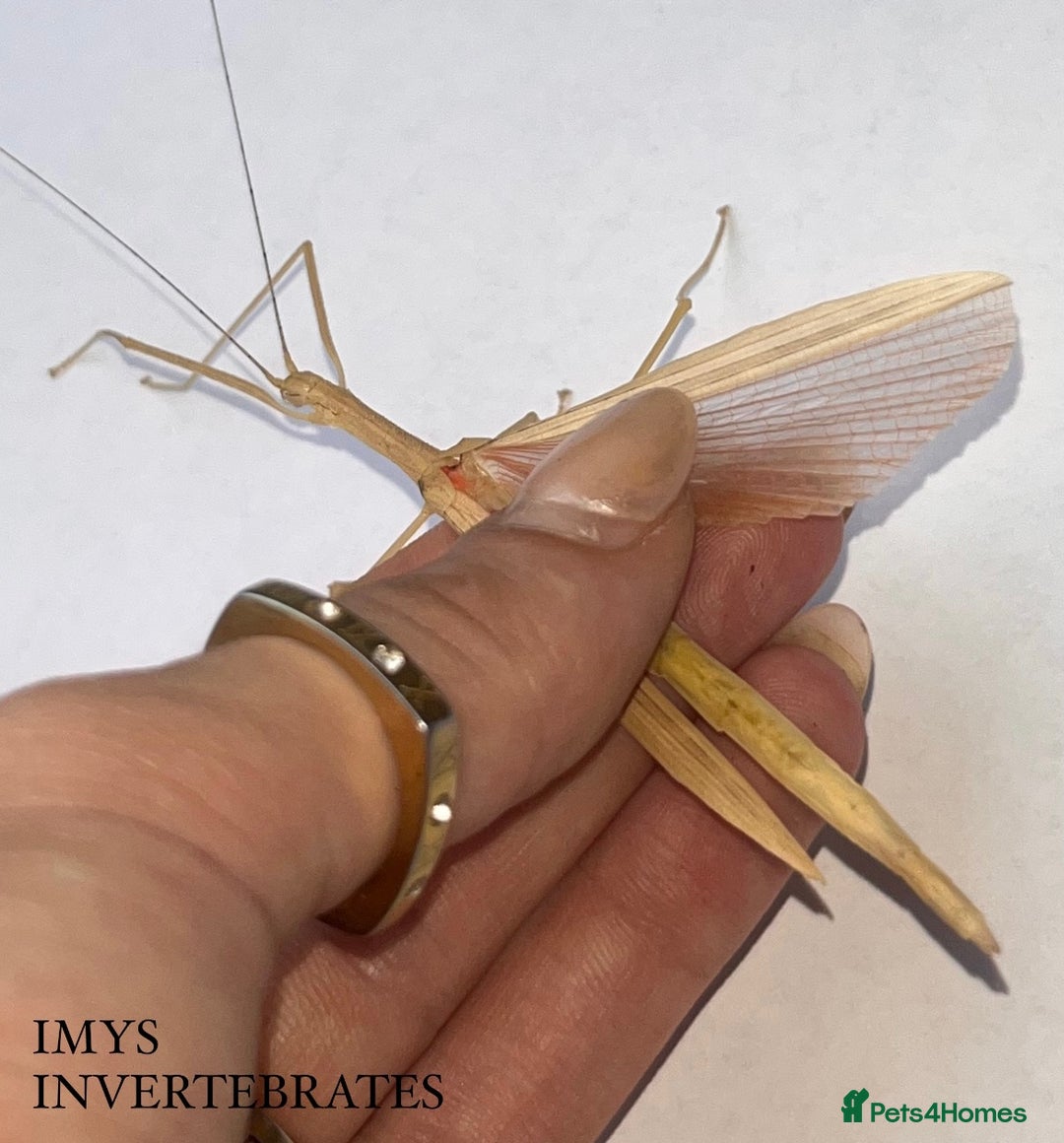 Stick Insects invertebrates for sale: X5 PINK WINGED STICK INSECTS HAPPY TO SHIP  - Advert 1