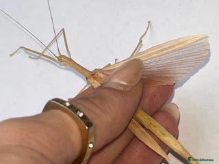 Stick Insects invertebrates X5 PINK WINGED STICK INSECTS HAPPY TO SHIP - Advert 1
