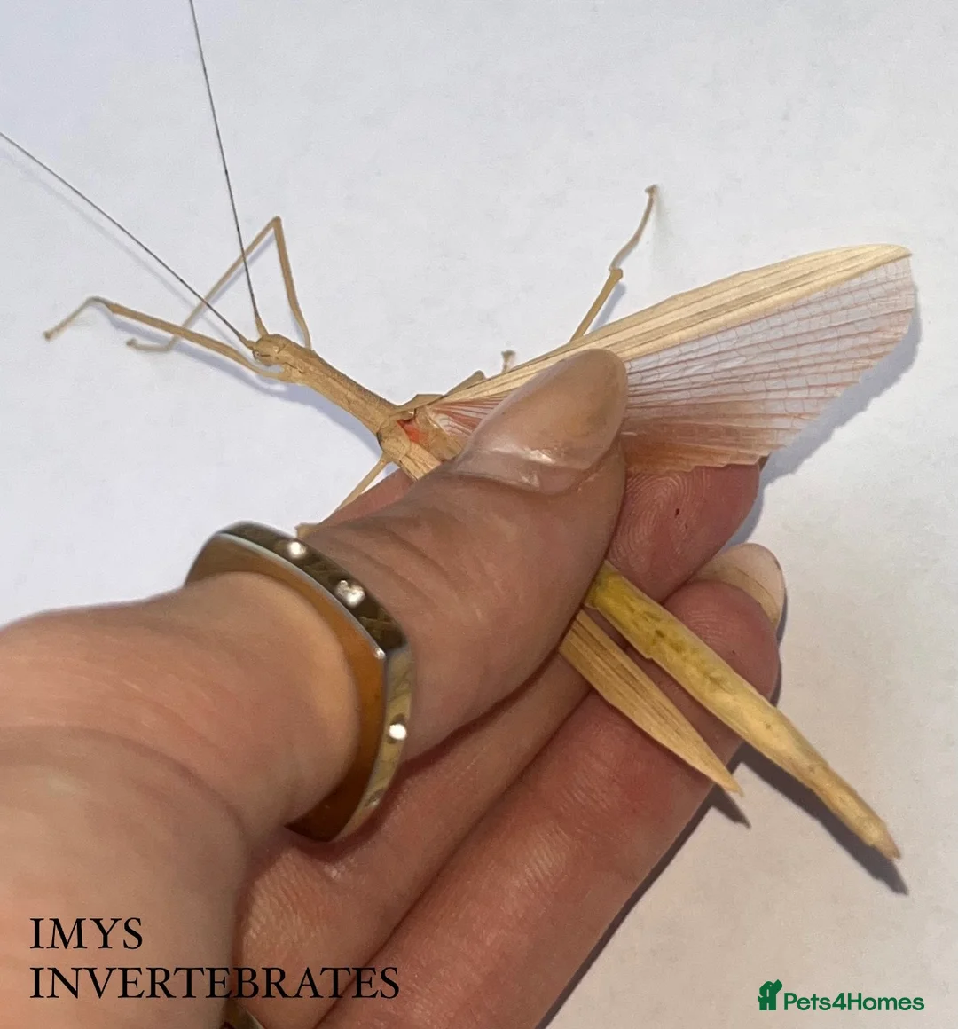 Stick Insects invertebrates for sale: X5 PINK WINGED STICK INSECTS HAPPY TO SHIP  - Advert 1