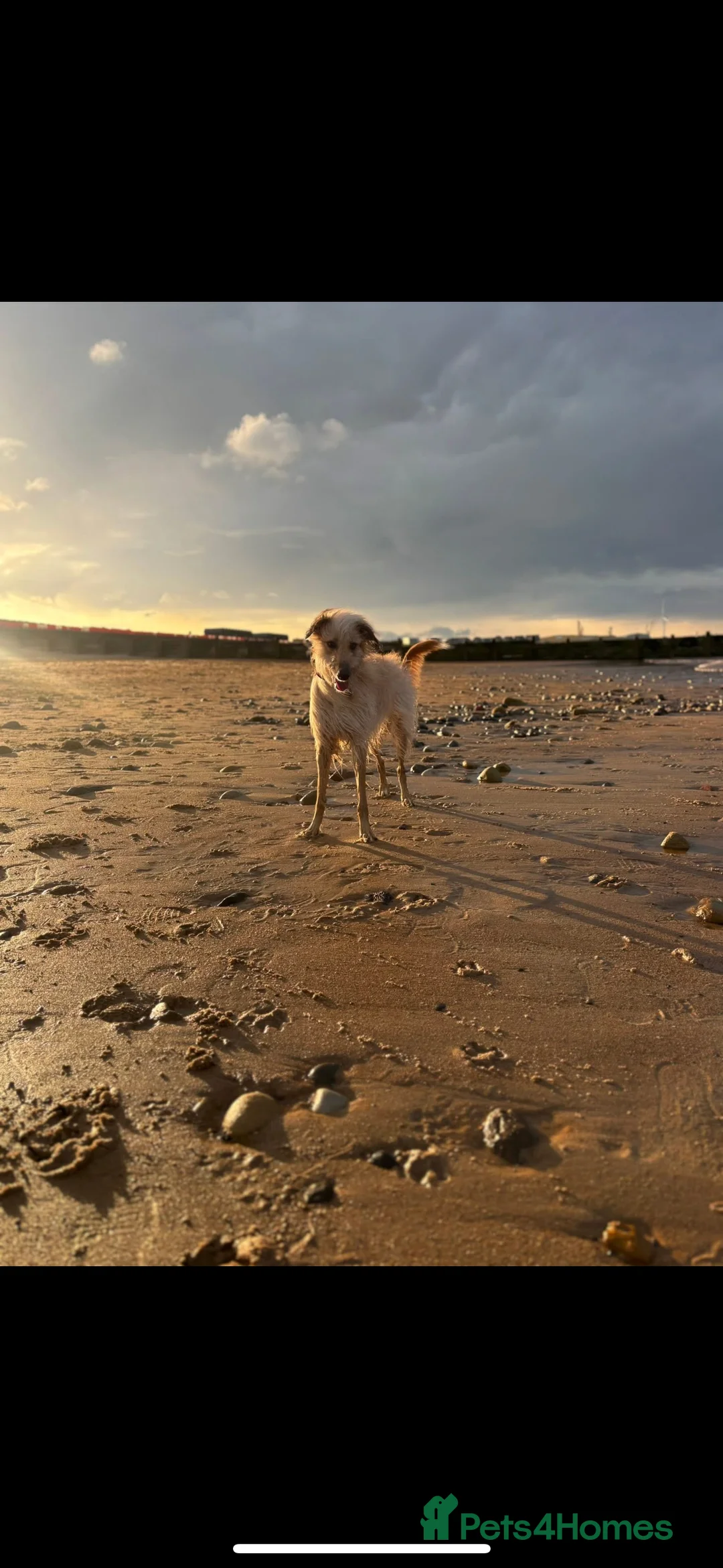 Lurcher dogs for sale: Red Merle Lurcher pup  - Advert 7
