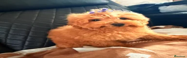 Maltipoo 1