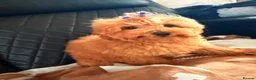 Maltipoo dogs for sale: Exquisite f1 toy Maltipoo teddy bears  - Advert 17