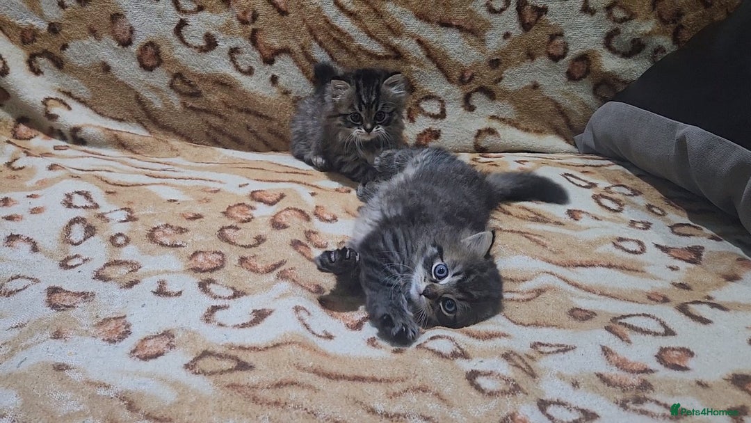 Mixed Breed cats for sale: Two Perdoll Female Kittens Looking for a Home - Image 20