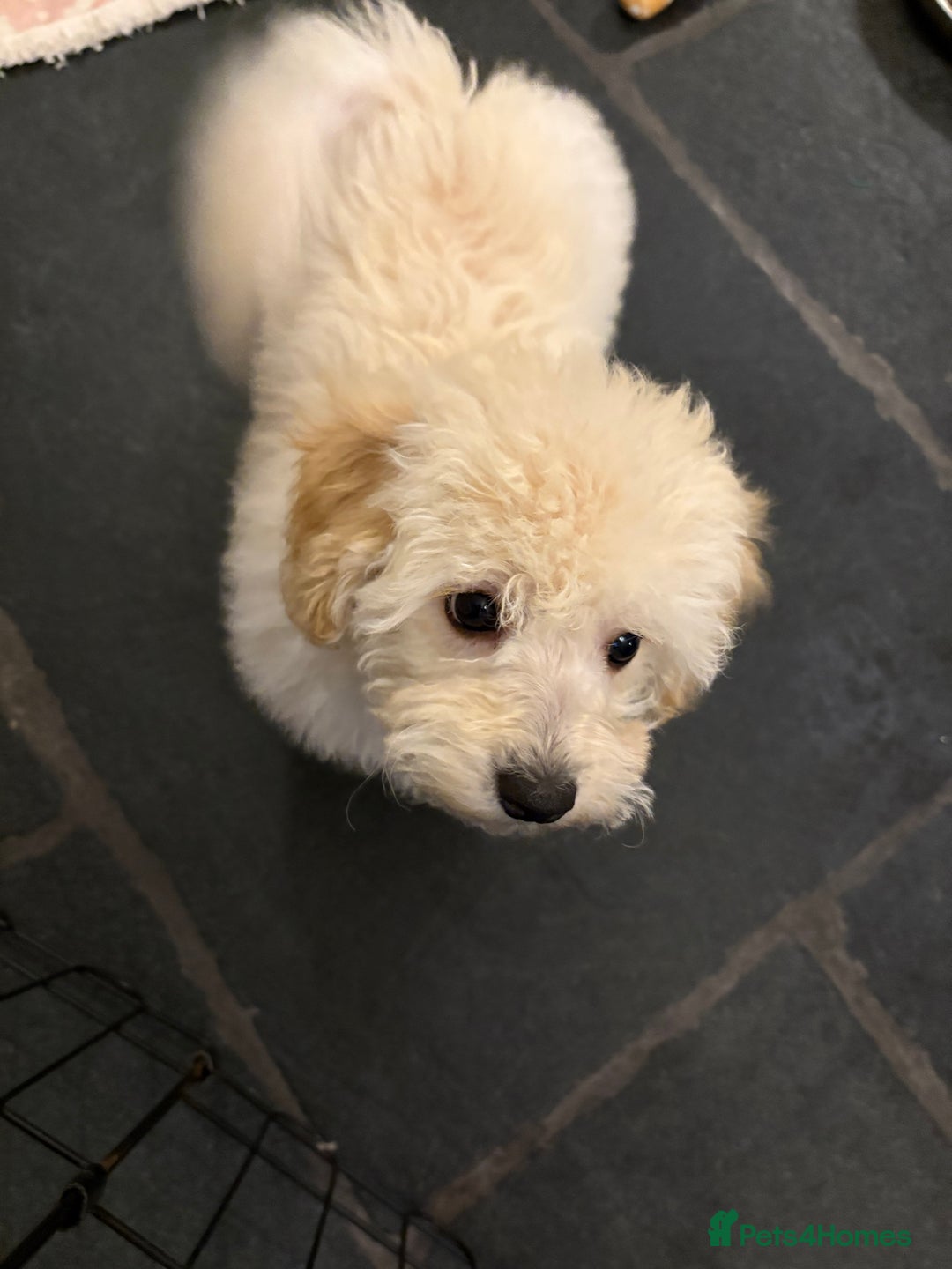 Mixed Breed dogs for sale: Beautiful maltipoo pups  - Advert 5
