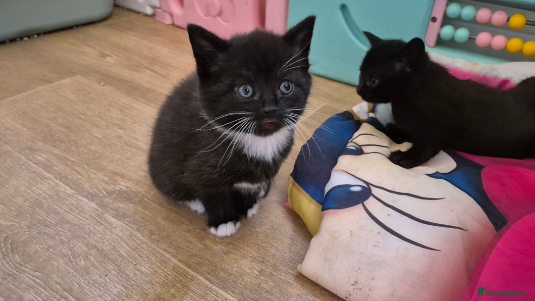 British Shorthair cats for sale: Beutiful British short hair cross kittens  - Advert 3