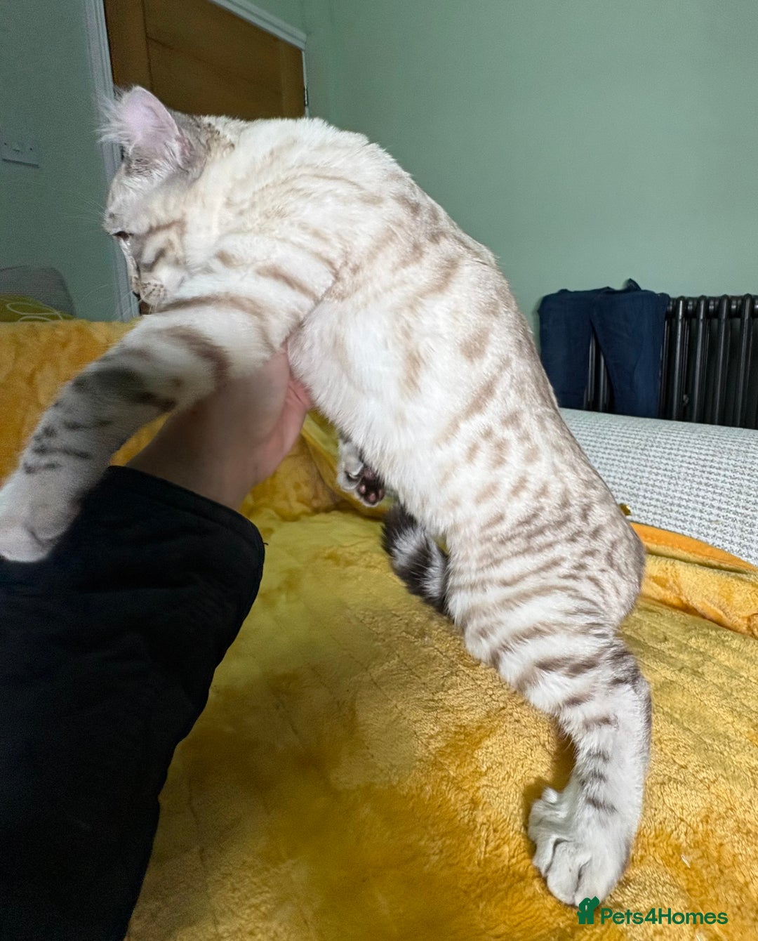 Savannah cats for sale: Breath taking wild looking girl  - Advert 28