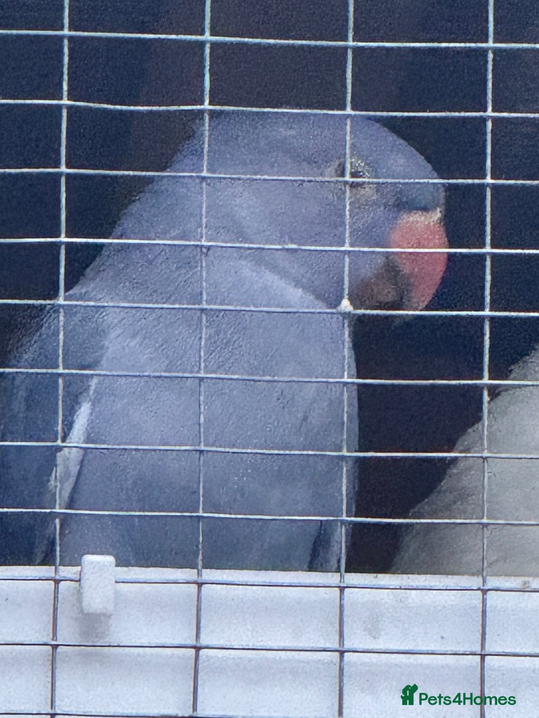 Ringnecks birds for sale: Ringnecks  - Advert 5