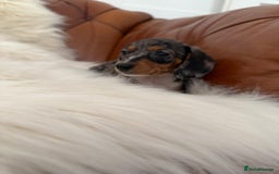 Miniature Dachshund dogs for sale: Stunning Silver & Chocolate Dapple Miniatures - Image 25