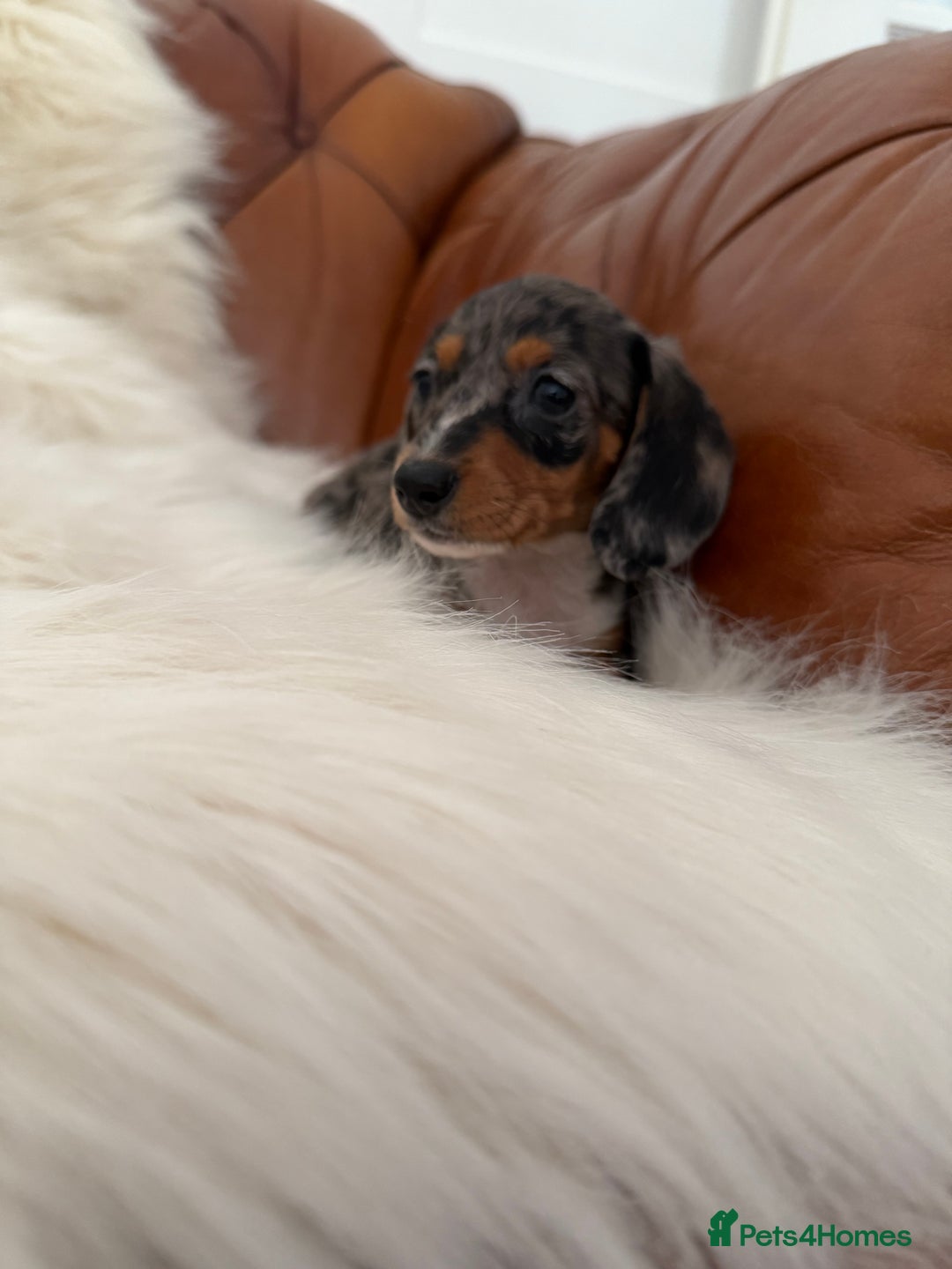 Miniature Dachshund dogs for sale: Stunning Silver & Chocolate Dapple Miniatures - Image 25