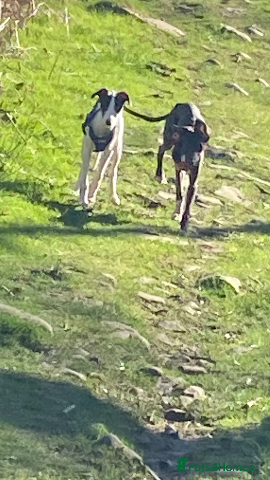 Mixed Breed dogs for sale: Rocket and Bandit in Treharris - Advert 1
