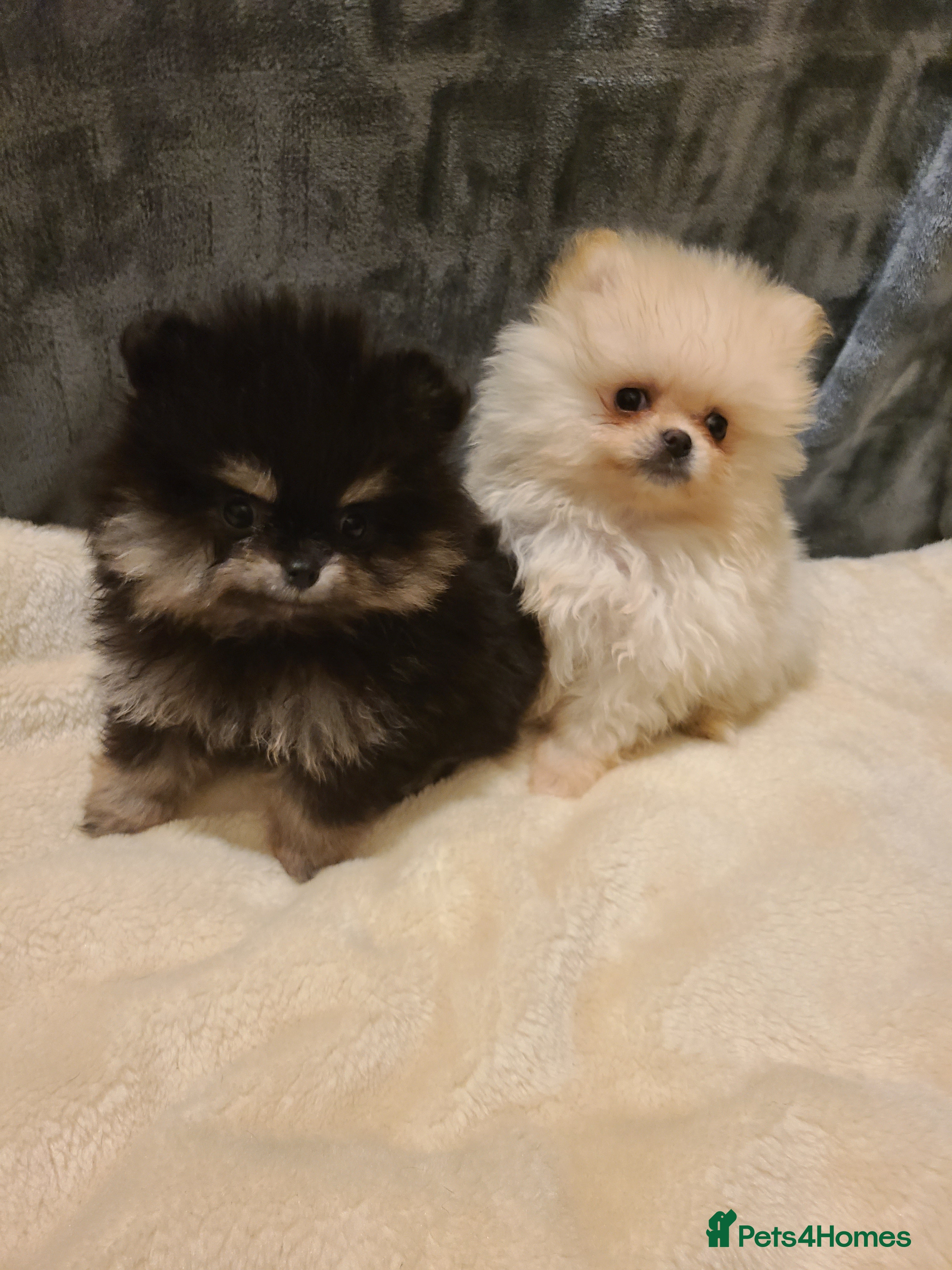 Pomeranian dogs Kc registered pomeranian puppies - Advert 5