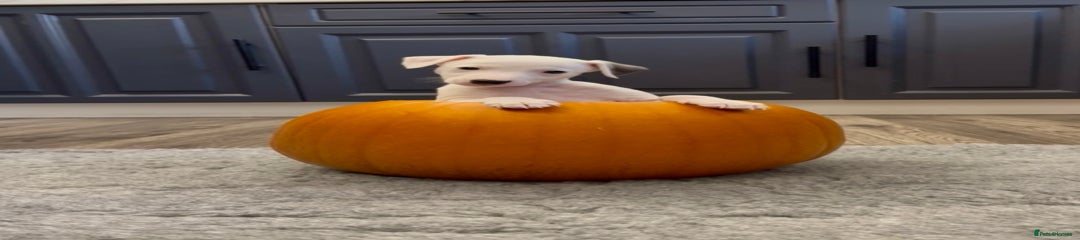 Whippet Puppy 1