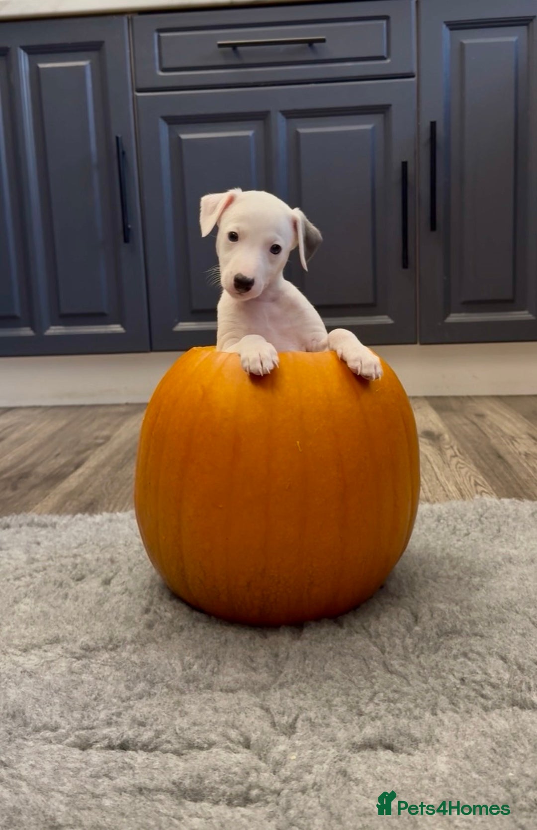 Whippet dogs for sale: KC Registered Whippet Puppies - Image 23