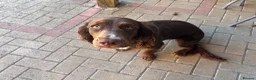 Mixed Breed dogs for sale: Maggie clumber cross sprocker spaniel - Advert 4