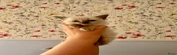 Ragdoll cats for sale: Remarkable Ragdolls  - Advert 18