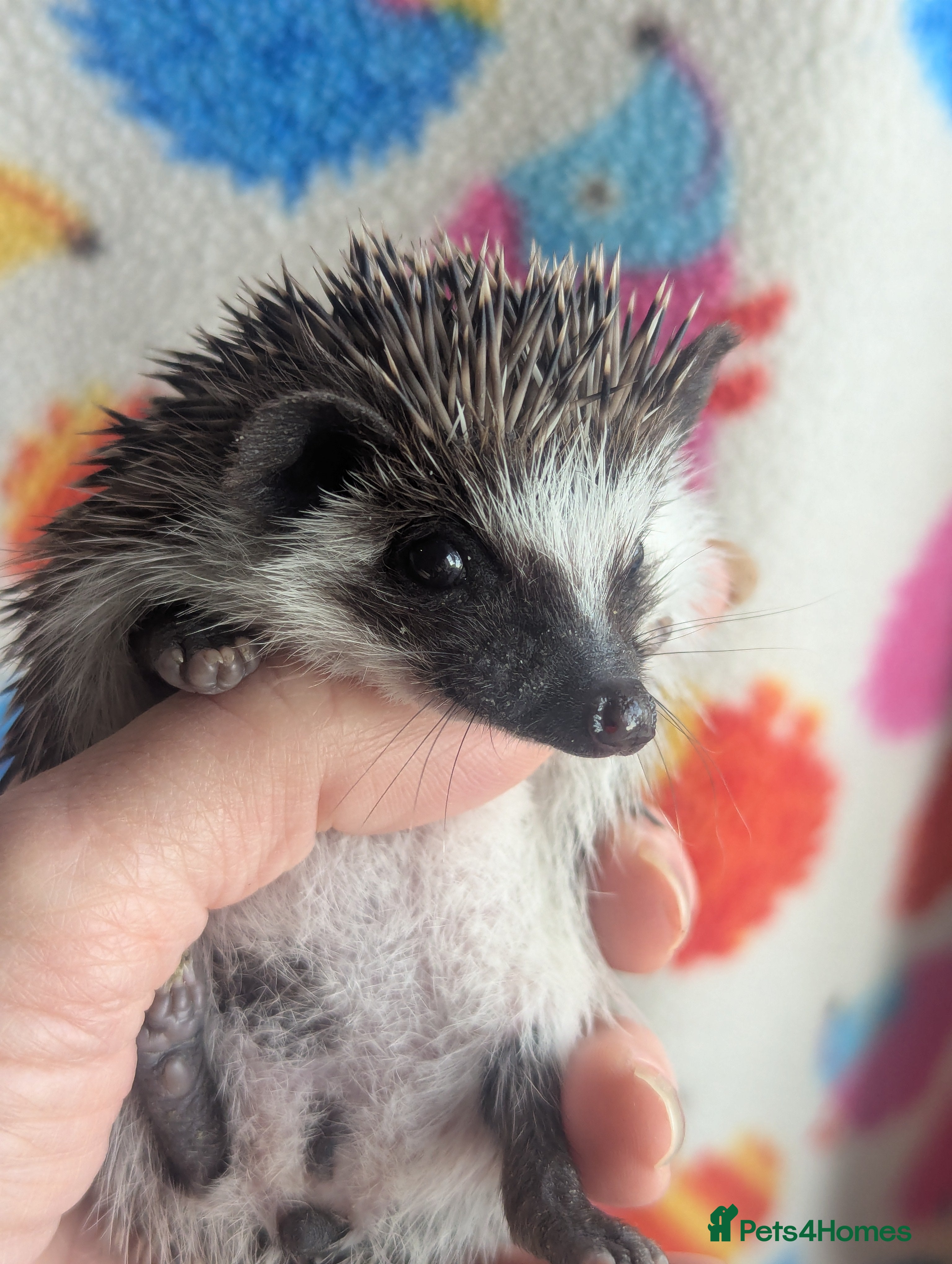 Pygmy Hedgehog rodents Gorgeous Baby Hoglets/ Ready to Reserve!!! - Advert 4