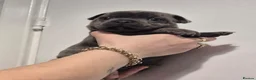 Staffordshire Bull Terrier dogs for sale: Kc Blue & Rust Male Staffordshire Bull Terrier - Advert 2