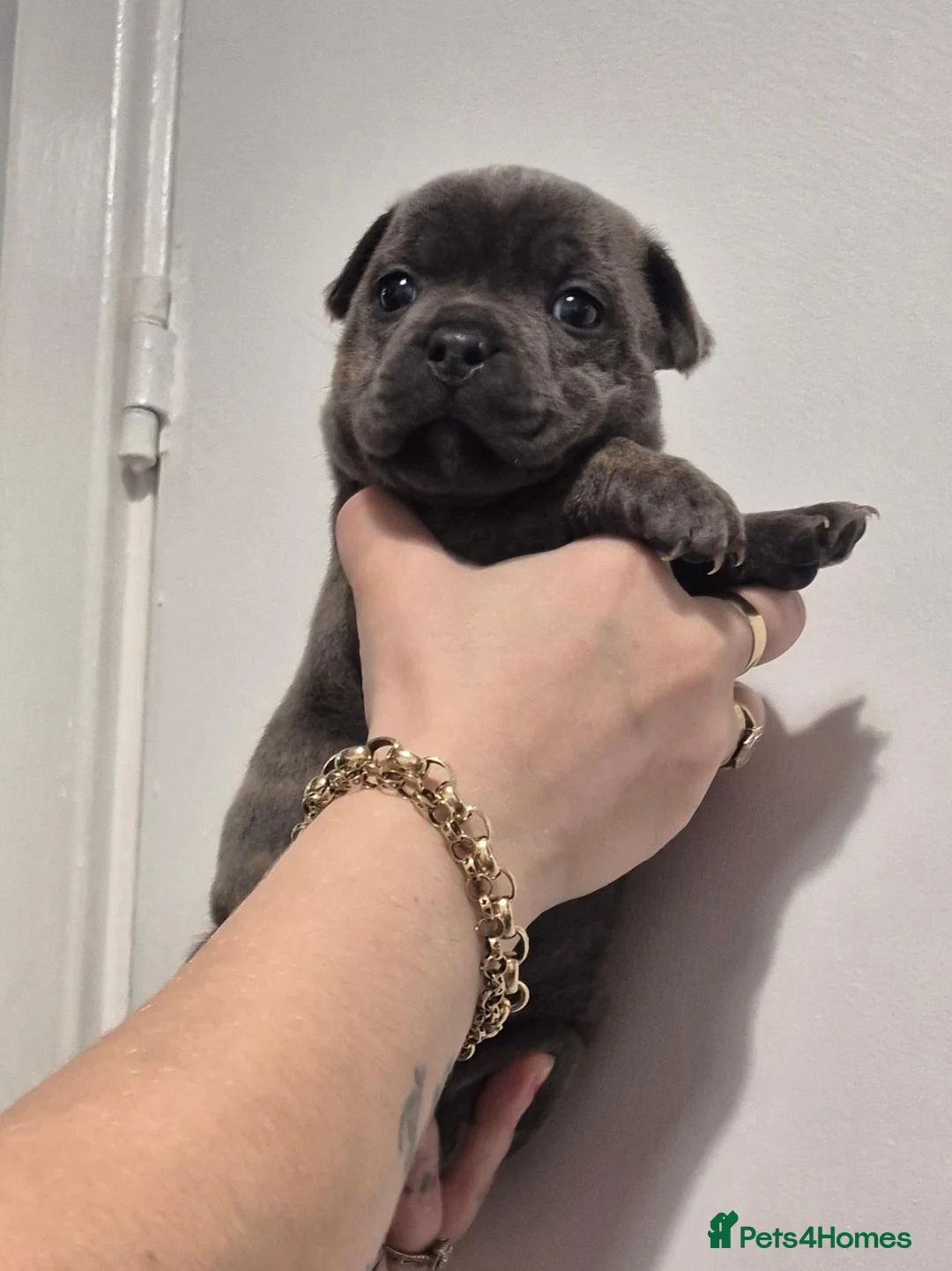 Staffordshire Bull Terrier dogs for sale: Kc Blue & Rust Male Staffordshire Bull Terrier - Advert 2