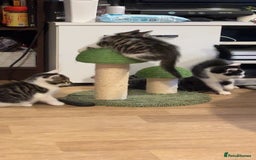 Domestic Shorthair cats for sale: Beautiful Female kitten  - Image 7