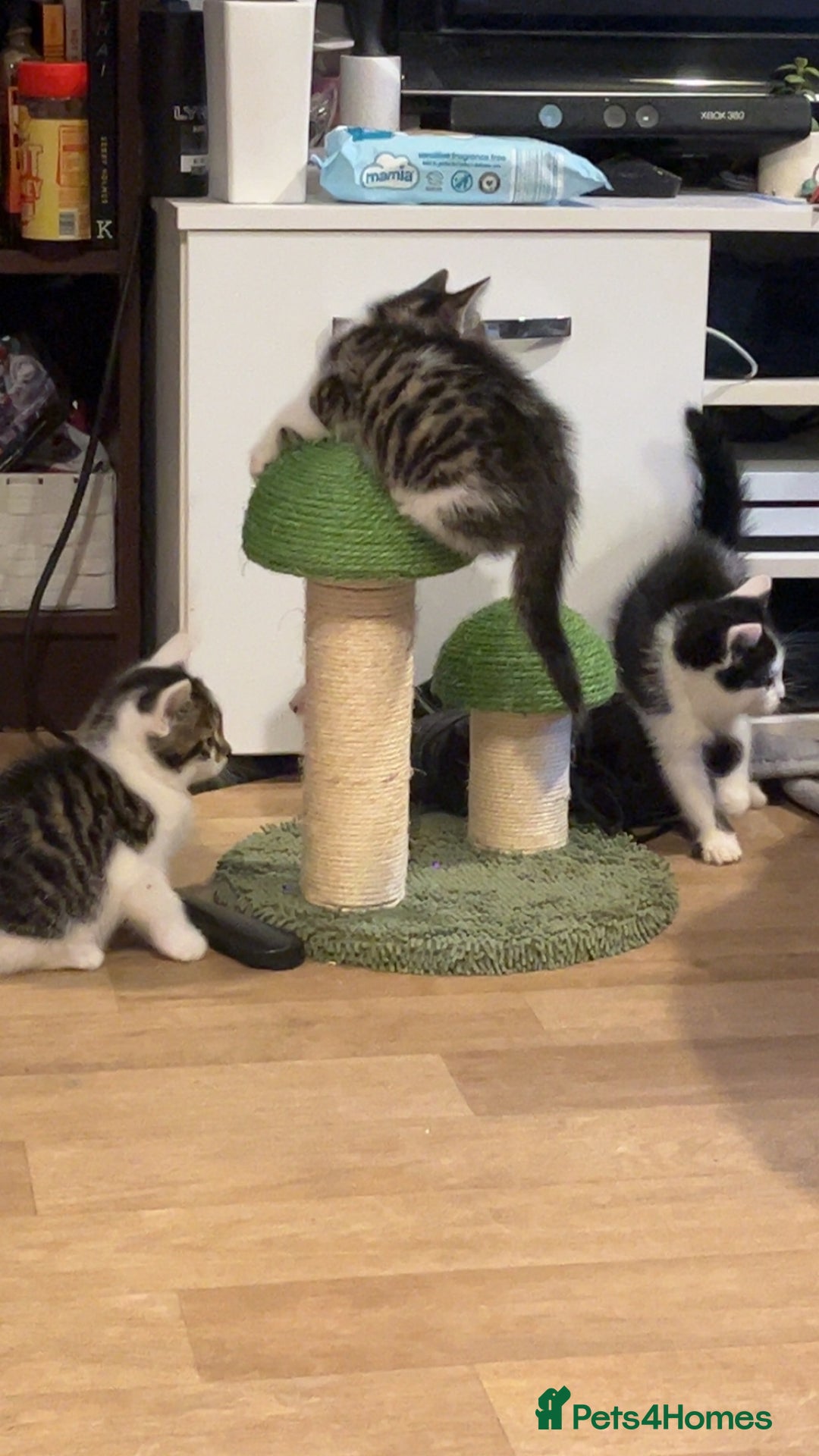 Domestic Shorthair cats for sale: Beautiful Female kitten  - Image 7