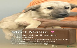 Mixed Breed dogs for adoption: 🐾 Maxie – a brave explorer with a big heart 🐾 - Image 1