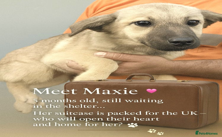 Mixed Breed dogs - Advert 1
