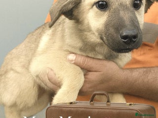 Mixed Breed dogs - Advert 36